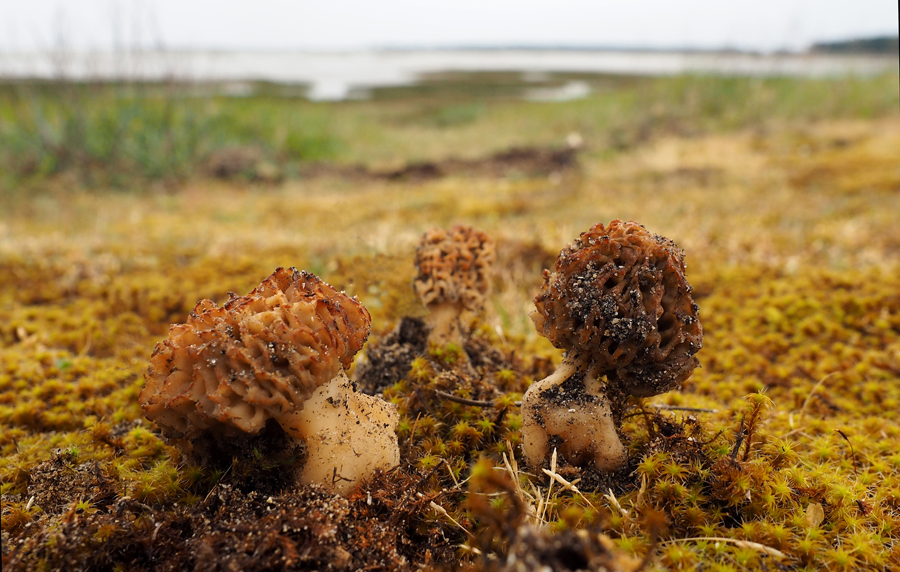 Morilles des dunes