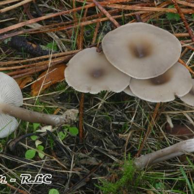 Clitocybe Decembris