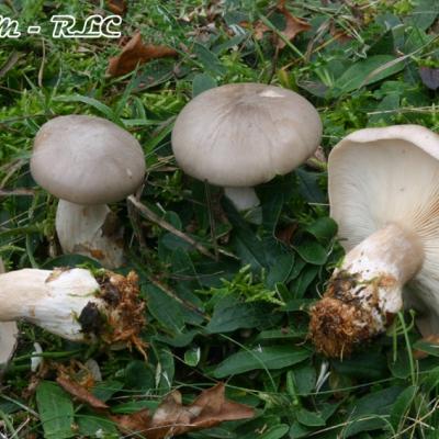 Clitocybe Nebularis