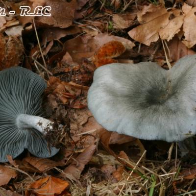 Clitocybe Odora