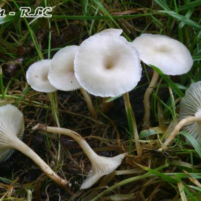 Clitocybe Phaeophthalma