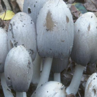 Coprinus Atramentarius