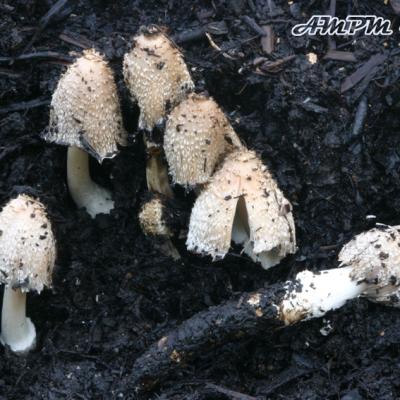 Coprinus Cinereus