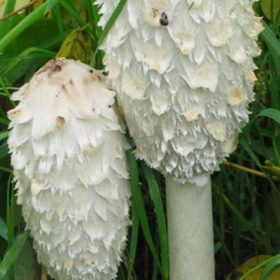 Coprinus Comatus2