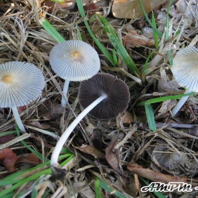 Coprinus Plicatilis