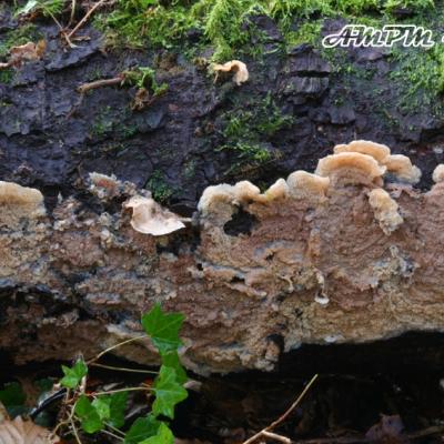 Merulius Tremellosus