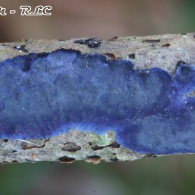 Pulcherricium Caeruleum2