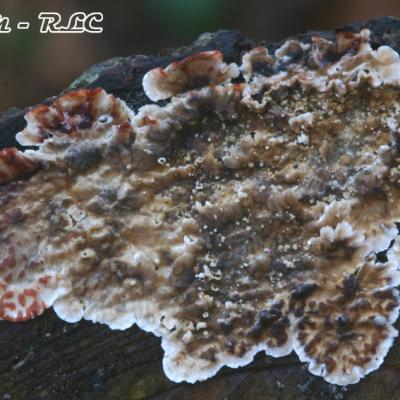 Stereum Sanguinolentum2