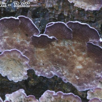 Trichaptum Abietinum2