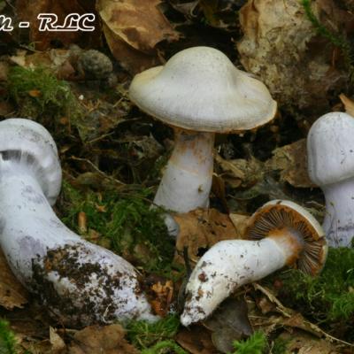 Cortinarius Alboviolaceus