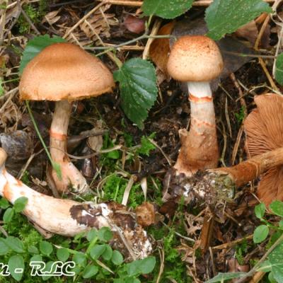 Cortinarius Armillatus