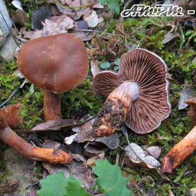 Cortinarius Bulliardii