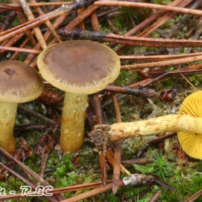 Cortinarius Croceus