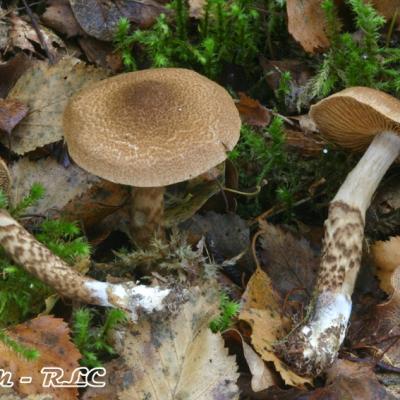 Cortinarius Pholideus