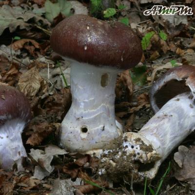 Cortinarius Praestans2