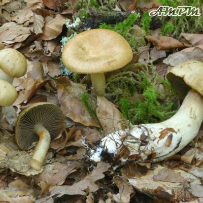 Cortinarius Subtortus