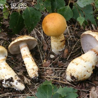 Cortinarius Triumphans
