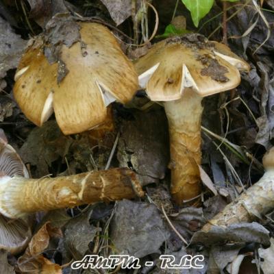 Cortinarius Trivialis