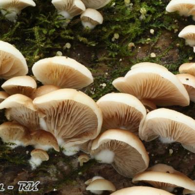 Crepidotus Applanatus