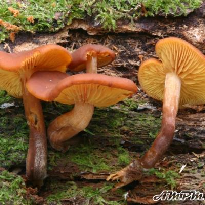 Gymnopilus Picreus