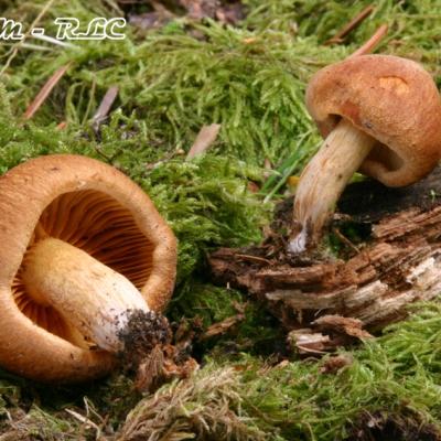 Gymnopilus Sapineus