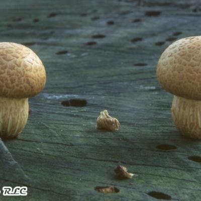 Gymnopilus Spectabilis2