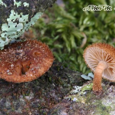Phaeomarasmius Erinaceus