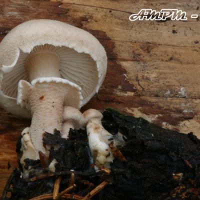 Cystoderma Carcharias