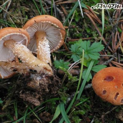 Cystoderma Terreyi