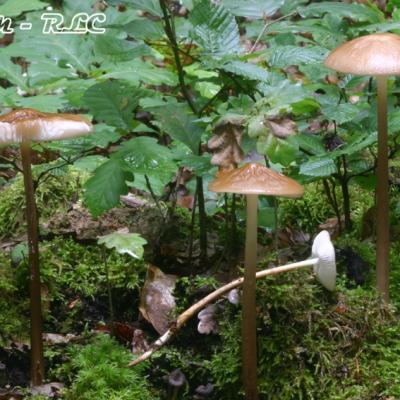 Oudemansiella Radicata