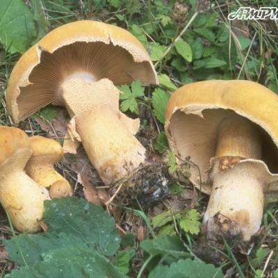 Phaeolepiota Aurea