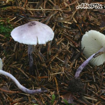 Cystolepiota Bucknallii