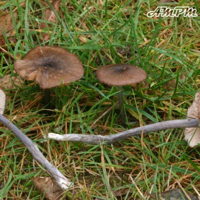 Entoloma Griseocyaneum