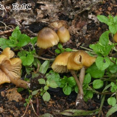 Entoloma Icterinum