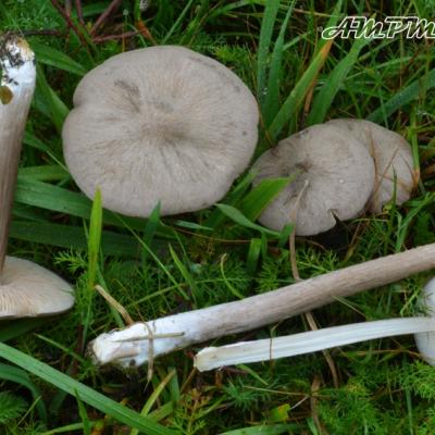 Entoloma Porphyrophaeum