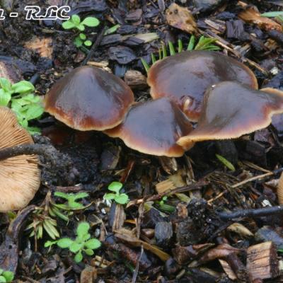 Macrocystidia Cucumis