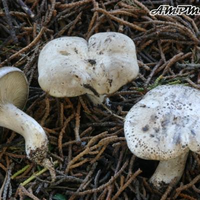 Rhodocybe Cupressicola