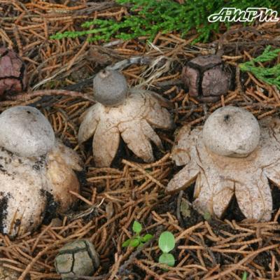 Geastrum Coronatum2