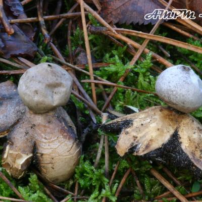 Geastrum Coronatum
