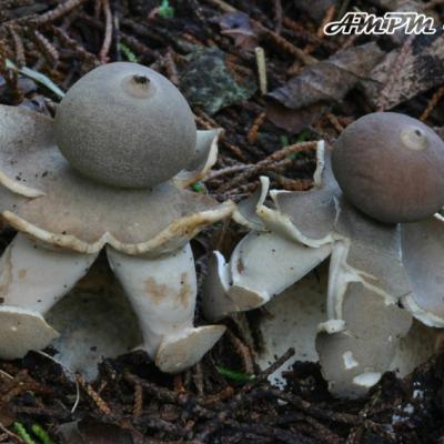 Geastrum Fornicatum2
