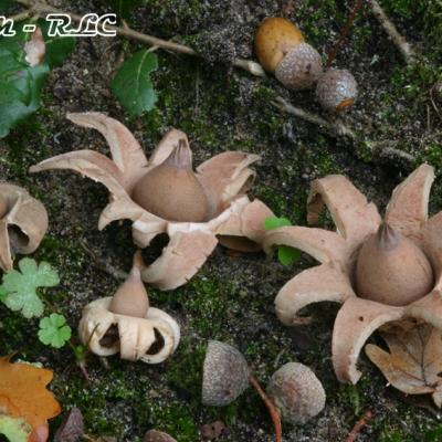 Geastrum Morganii2