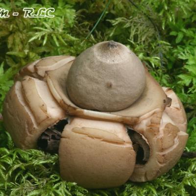 Geastrum Triplex