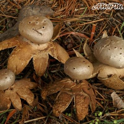 Myriostoma Coliforme2