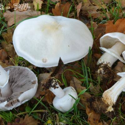Agaricus Arvensis