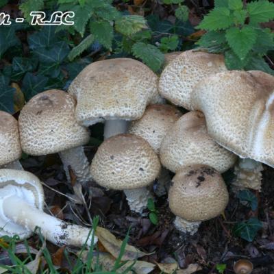Agaricus Augustus
