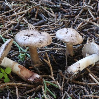 Agaricus Cupressicola