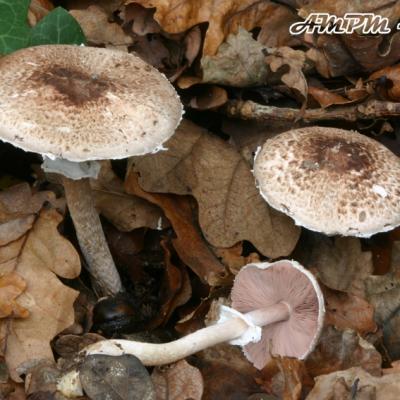 Agaricus Impudicus