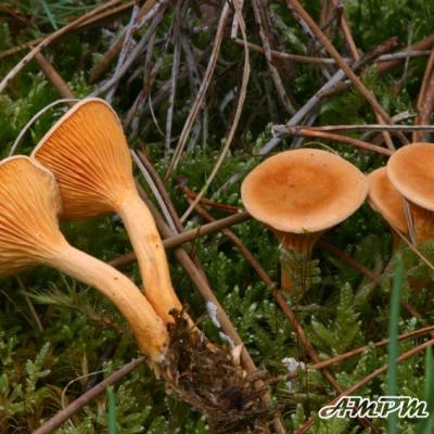 Hygrophoropsis Aurantiaca