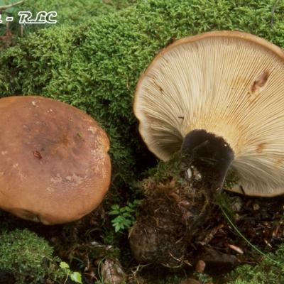 Paxillus Atrotomentosus