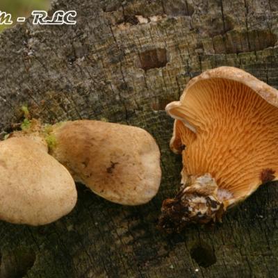 Paxillus Panuoides